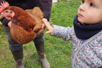 Je caresse une poule pour la première fois