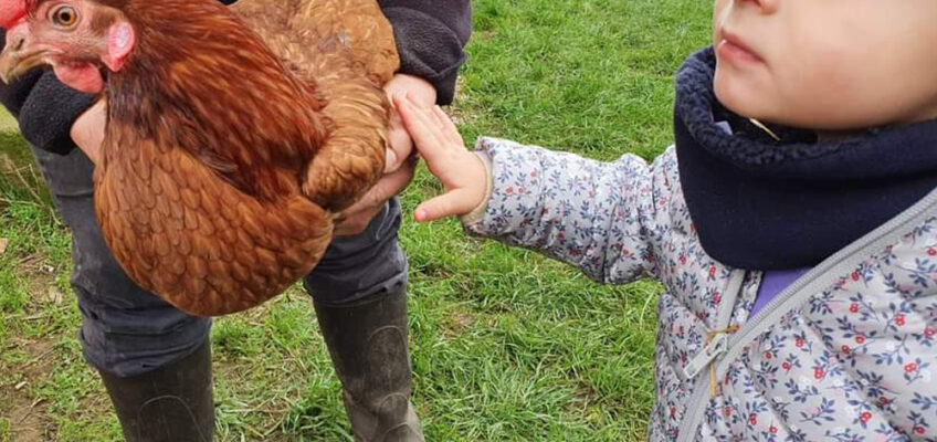 Je caresse une poule pour la première fois