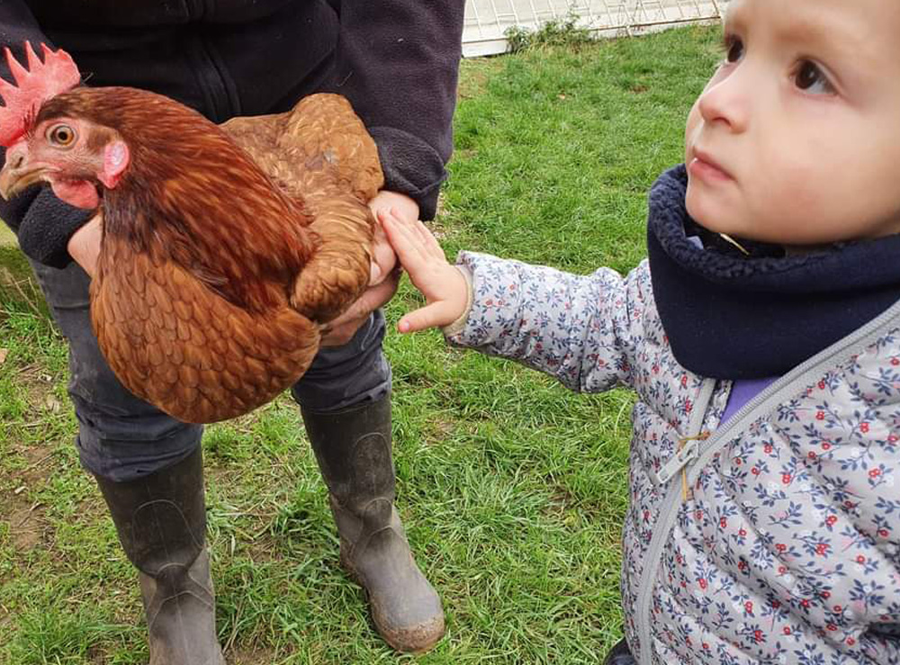 Je caresse une poule pour la première fois