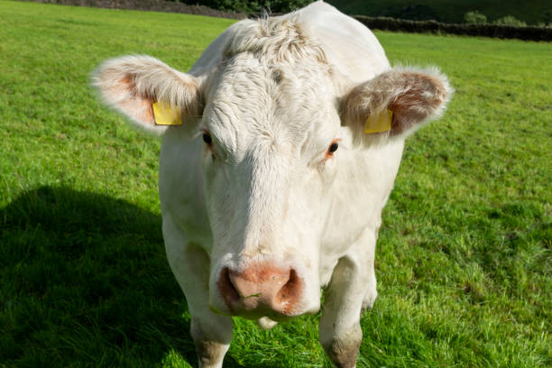 La ferme Sainte Catherine vous souhaite une belle année 2023 !